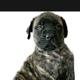 Mastiff Puppies from Eagle Pond Mastiffs