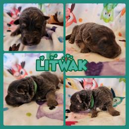 Litwak - Blue male German Shepherd puppy in Los Lunas, New Mexico from Mali's German Shepherds LLC