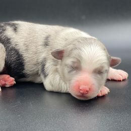 Miniature Australian Shepherd and Toy Australian Shepherd Puppies from P3 Toy and Miniature Australian Shepherd’s