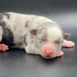 Miniature Australian Shepherd and Toy Australian Shepherd Puppies from P3 Toy and Miniature Australian Shepherd’s