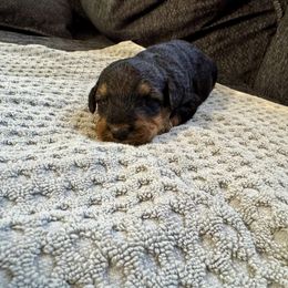 Female 5 - Black and tan female Airedale Terrier puppy in Branch, Michigan from Aim High Airedales & German Shorthaired Pointers