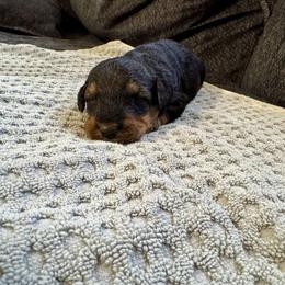 Female 5 - Black and tan female Airedale Terrier puppy in Branch, Michigan from Aim High Airedales & German Shorthaired Pointers