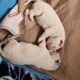 Terra (liver female) - White and liver brown female Dalmatian puppy in Salem, Missouri from Paradise Spots Dalmatians