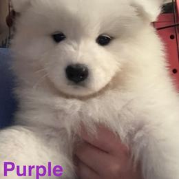 Australian Shepherd and Samoyed Puppies from SnowBlitz Samoyeds and CoralBlitz Aussies
