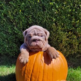 Light blue - Lilac tri-color male Bulldog puppy in Seattle, Washington from Authentic Bullys