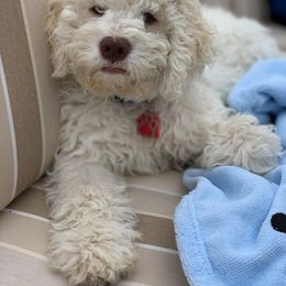 Lagotto Romagnolo Puppies from Northwest Lagotto