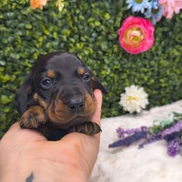 Knox - Black and tan male Dachshund puppy in Jackson, Tennessee from BlackPine Kennels
