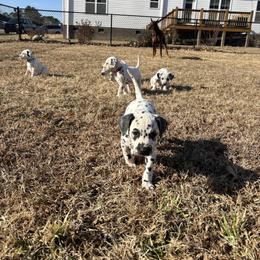 Yellow collar boy(Saint) - White and black male Dalmatian puppy in Wilson, North Carolina from New Horizonz Dalmatians
