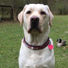 Labrador Retrievers from Triple Play Labradors