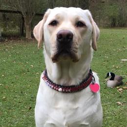Labrador Retrievers from Triple Play Labradors