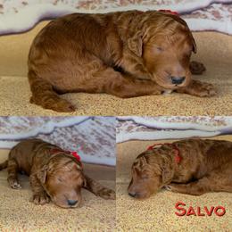 Salvo - Red  male Poodle puppy in Swansboro, North Carolina from Monarch Standard Poodles