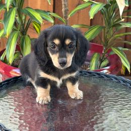 Fern - Black and cream female Dachshund puppy in Mesquite, Texas from AB Dachshund