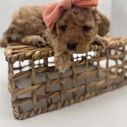 Peach collar - Red  female Goldendoodle puppy in Nashville Area, Tennessee from My Girls with Curls-Mini Doodles of TN