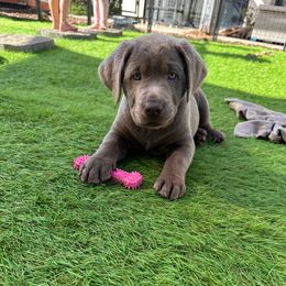 White collar - Silver female Dilute Retriever puppy in Valley Center, California from Stunning Silver Bullets Labradors