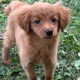Lilly - Apricot female Goldendoodle puppy in Centralia, Missouri from Oodles Of Doodles Mo.