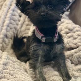 Raven Elise - Yorkshire Terrier