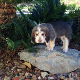 Otterhound Puppies from Blue Fairy Otterhounds