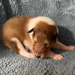 Diane - Sable and white female Collie puppy in Yulee, Florida from Three Collie Farm