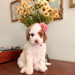 Hello Kitty (Oki and Cooper's Japanese Character Litter) - Blenheim female Cavapoo puppy in Pleasant Grove, Utah from Destination Doodles