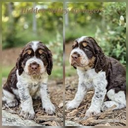 Hank - Tri-Roan male English Springer Spaniel puppy in Westminster, South Carolina from Hidden Valley Springers