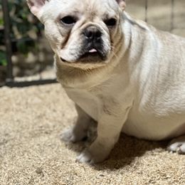 French Bulldog and Labrador Retriever Puppies from Desiree Ortiz's French Bull Dogs and Labrador Retrievers
