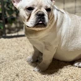 French Bulldog and Labrador Retriever Puppies from Desiree Ortiz's French Bull Dogs and Labrador Retrievers