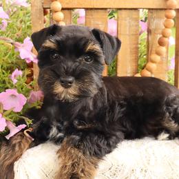 Miniature Schnauzer and Poodle Puppies from Crystal Rose Canines