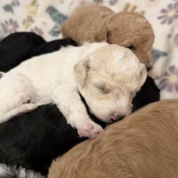 Blush Pink Collar - Parti female Goldendoodle puppy in Valley Center, Kansas from The Goldendoodle Gal