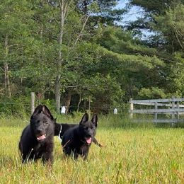 German Shepherds from Mcintire German Shepherds