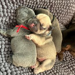 Atlas cocoa fawn from OFA'd parents - Fawn and white male French Bulldog puppy in Billings, Montana from Montana Made Frenchies
