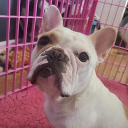 Netti - French Bulldog