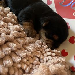 Leo - Black and tan male Yorkshire Terrier puppy in Taylorsville, North Carolina from Mountain Top Hot Tailz
