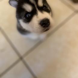 Siberian Husky Puppies from Vixen Siberians