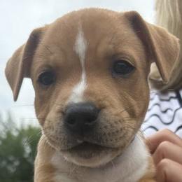 Staffordshire Bull Terrier Puppies from Tier 1 Staffordshire Bull Terriers