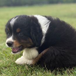 Tate - Black tri male Miniature Australian Shepherd puppy in Granbury, Texas from Jubilee Acres