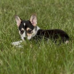 AKC Tri triple clear - Black and tan male Pembroke Welsh Corgi puppy in Summerfield, Florida from Promise Land Farm