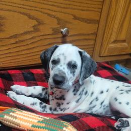 Hunter - White and black male Dalmatian puppy in Grant, Michigan from Savannah Woltanski