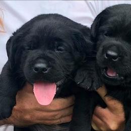 Labrador Retriever Puppies from Tru-Heart Labradors