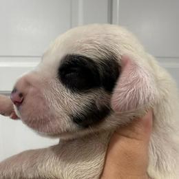 Jelly Roll - Mantle male Great Dane puppy in Florida from Beachside Kennels