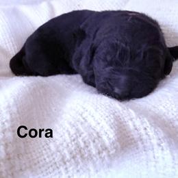 Cora - Black female Newfoundland puppy in Goodhue, Minnesota from Claypits Newfoundlands