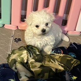 "Kai" Maltese Puppies from Genice’s Small Wonders