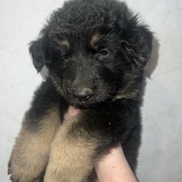 Gray collar Roscoe - Black and red male German Shepherd puppy in Winterport, Maine from Vom Stevens Old Fashioned German Shepherds