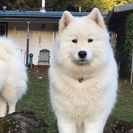 Samoyeds from StormCloud Samoyeds