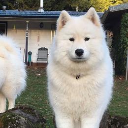 Samoyeds from StormCloud Samoyeds