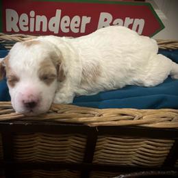 Donner - Blenheim male Cavapoo puppy in Bradenton, Florida from Christianna’s Mini Goldendoodles