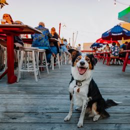 Border Collie All Grown Up from Rising Tide Border Collies