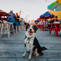 Border Collie All Grown Up from Rising Tide Border Collies