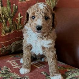 Teddy - Cream male Poodle puppy in Lance Creek, Wyoming from CK Poodles LLC