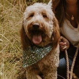 Lola - Goldendoodle