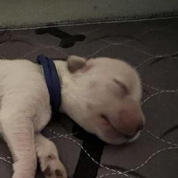 Boy 3 - Golden Retriever puppy in South Carolina from Carolina Point Retrievers